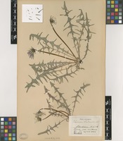 Syntype of Taraxacum landmarkii Dahlst. [family ASTERACEAE]