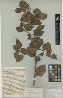 Filed as Choristylis rhamnoides Harv. [family SAXIFRAGACEAE]