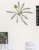 Filed as Taraxacum falcatum Brenner [family ASTERACEAE]