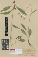 Lectotype of Hieracium anfractum Fr. subsp. chlorodes Dahlst. [family ASTERACEAE]