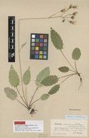 Lectotype of Hieracium grandidens Dahlst. subsp. subulatidens Dahlst. [family ASTERACEAE]