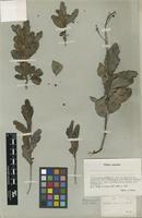 Type of Euclea humilis Ecklon [family EBENACEAE]