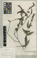 Justicia fasciata in Global Plants on JSTOR