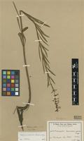 Type of Orthosiphon lanceolatus Gürke [family LAMIACEAE]