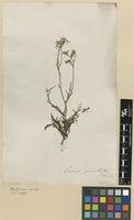 Type of Senecio pinnulatus Thunb. [family ASTERACEAE]