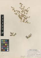 Type of Tidestromia tenella I.M.Johnst. [family AMARANTHACEAE]