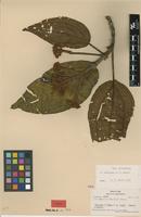 Type of Astronidium kasiense A.C.Sm. [family MELASTOMATACEAE]