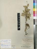 Isotype of Boscia reticulata Hochst. ex A.Rich. [family CAPPARIDACEAE]