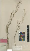 Lectotype of Sisymbrium capense Thunb. var. montanum Sond. [family BRASSICACEAE]