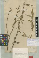 Isotype of Salix mucronata Thunb. var. integra Burtt Davy [family SALICACEAE]