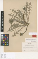 Isotype of Taraxacum ruptifolium H.Øllg. [family ASTERACEAE]