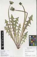 Filed as Taraxacum fasciatum Dahlst. [family ASTERACEAE]