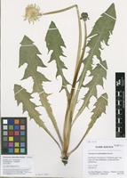 Filed as Taraxacum subhuelphersianum M.P.Christ. [family ASTERACEAE]