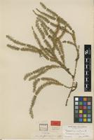 Type of Lycopodium annotinum L. var. acrifolium Fernald [family LYCOPODIACEAE]