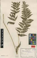 Type? of Athyrium multifidum Rosenst. var. sakuraii Rosenst. [family ATHYRIACEAE]