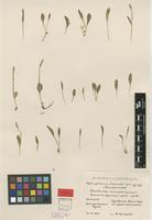Type of Ophioglossum thermale Kom. [family OPHIOGLOSSACEAE]
