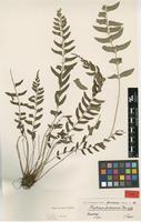 Type? of Polystichum formosanum Rosenst. [family DRYOPTERIDACEAE]