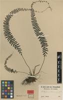Type? of Polypodium maximowiczii Baker [family MONACHOSORACEAE]