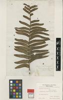 Type of Aspidium biserratum Sw. [family NEPHROLEPIDACEAE]