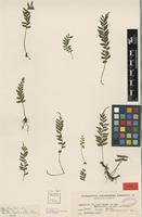 Type of Asplenium filipes Copel. [family ASPLENIACEAE]