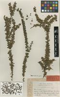 Type of Acidocroton litoralis Urb. & Ekman [family EUPHORBIACEAE]