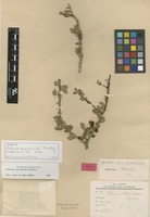 Isotype of Schinus marchandii F.A.Barkley [family ANACARDIACEAE]