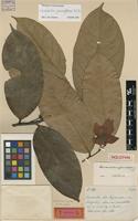 Holotype of Duckeanthus grandiflorus R.E.Fr. [family ANNONACEAE]
