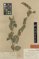 Type of Amaranthus buchtienianus Thell. [family AMARANTHACEAE]