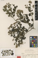 Type of Herodotia haitiensis Urb. & Ekman [family ASTERACEAE]