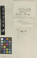 Type of Lithophila muscoides Sw. [family AMARANTHACEAE]