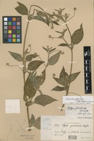 Type of Pfaffia glabratoides Suess. [family AMARANTHACEAE]