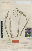 Holotype of Tillandsia setacea Sw. [family BROMELIACEAE]