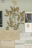 Isosyntype of Solanum calvescens Bitter [family SOLANACEAE]