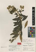 Isotype of Buddleja vexans Kraenzl. & Loes. ex E.M.Norman [family LOGANIACEAE]