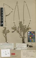 Lectotype of Acaena pinnatifida Ruiz & Pav. subsp. nudiscapa Bitter [family ROSACEAE]