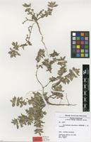 Isotype of Guilleminea chacoensis Pedersen [family AMARANTHACEAE]