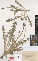 Syntype of Taraxacum nordstedtii Dahlst. [family ASTERACEAE]