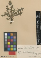Syntype of Taraxacum nordstedtii Dahlst. [family ASTERACEAE]