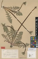 Syntype of Taraxacum latissimum Palmgr. [family ASTERACEAE]