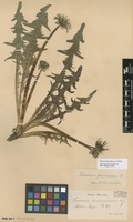 Syntype of Taraxacum pannucium Dahlst. [family ASTERACEAE]