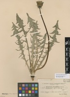 Syntype of Taraxacum pannucium Dahlst. [family ASTERACEAE]