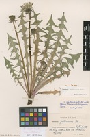 Isotype of Taraxacum index Sonck [family ASTERACEAE]
