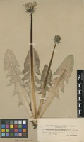 Syntype of Taraxacum ancistrolobum Dahlst. [family ASTERACEAE]