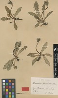Syntype of Taraxacum nordstedtii Dahlst. [family ASTERACEAE]