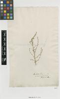 Type of Salsola inermis Forssk. [family CHENOPODIACEAE]