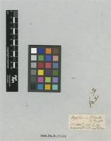 Type of Dysphania littoralis R.Br. [family CHENOPODIACEAE]