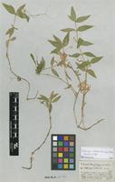 Isolectotype of Moehringia stellarioides Coss. [family CARYOPHYLLACEAE]