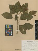 Type of Thamnojusticia grandiflora Mildbr. [family ACANTHACEAE]