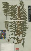 Syntype of Asplenium erectum Bory ex Willd. f. serratum Lindm. [family ASPLENIACEAE]