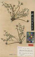 Isolectotype of Taraxacum rubicundum Dahlst. [family ASTERACEAE]